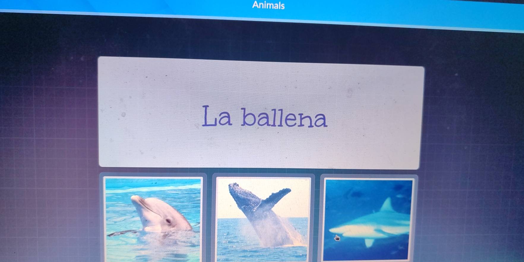 Animals 
La ballena