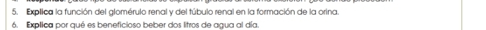 Explica la función del glomérulo renal y del túbulo renal en la formación de la orina. 
6. Explica por qué es beneficioso beber dos litros de agua al día.