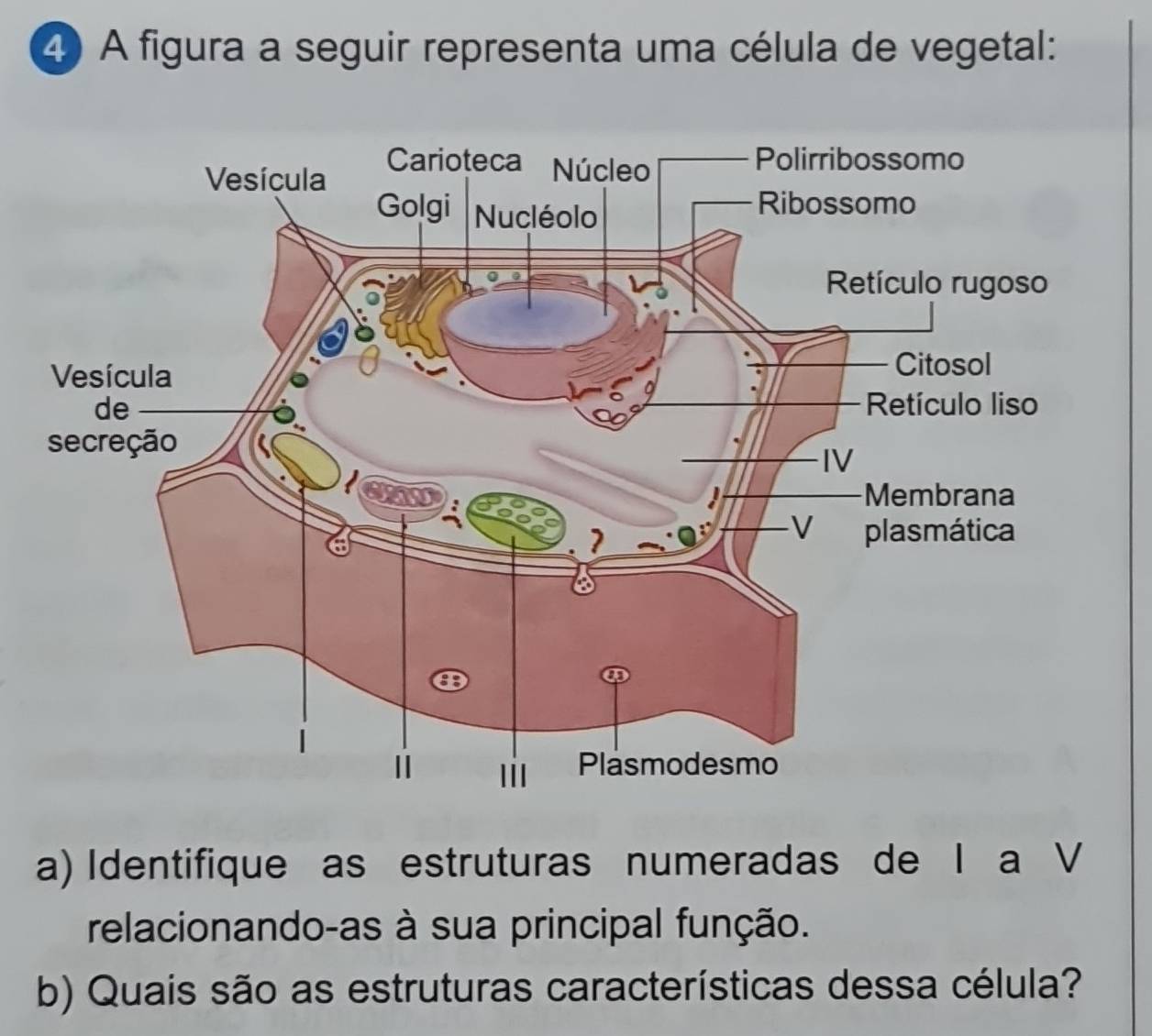 A figura a seguir representa uma célula de vegetal: 
a) Identifique as estruturas numeradas de I a V 
relacionando-as à sua principal função. 
b) Quais são as estruturas características dessa célula?