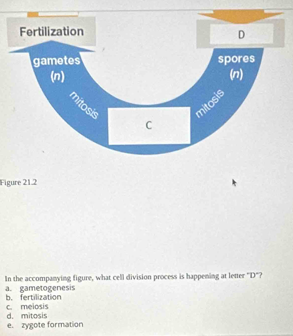 Figure 21.2
In the accompanying figure, what cell division process is happening at letter 'D“?
a. gametogenesis
b. fertilization
c. melosis
d. mitosis
e. zygote formation