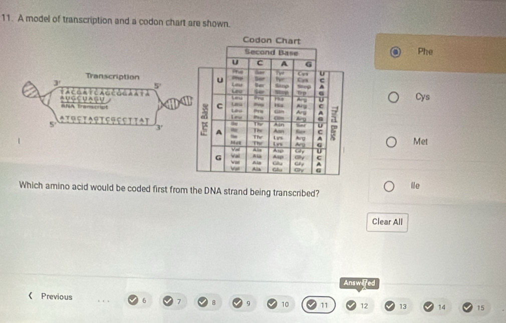 A model of transcription and a codon chart are shown.
Phe
Cys
Met
Which amino acid would be coded first from the DNA strand being transcribed? lIe
Clear All
Answered
《 Previous 6 7 8 9 10 11 12 13 14 15