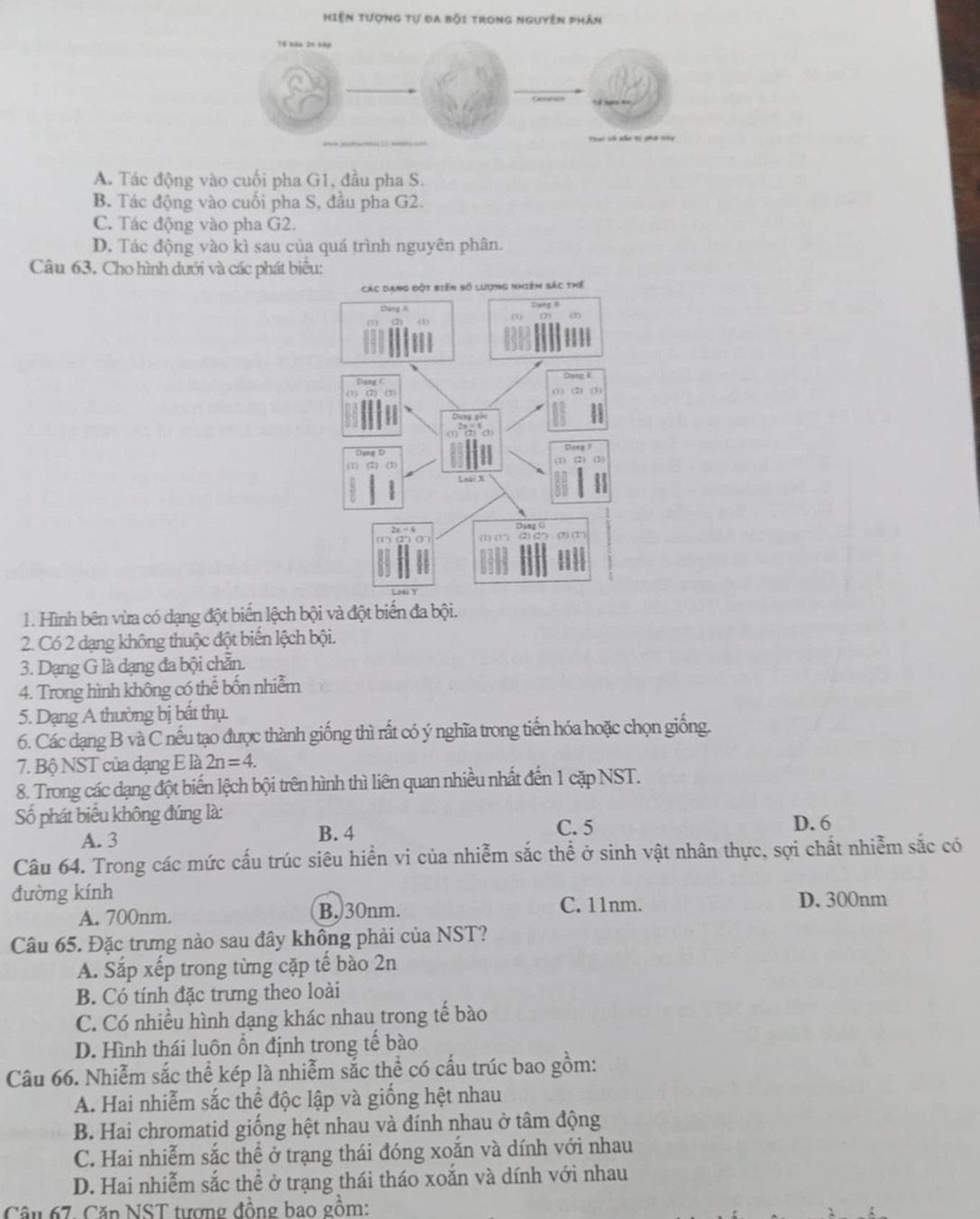 Hiện tượng tự đa bội trong nguyên phân
A. Tác động vào cuối pha G1, đầu pha S.
B. Tác động vào cuối pha S, đầu pha G2.
C. Tác động vào pha G2.
D. Tác động vào kì sau của quá trình nguyên phân.
Câu 63. Cho hình dưới và các phát biể
1. Hình bên vừa có dạng đột biển lệch bội và đột biến đa bội.
2. Có 2 dạng không thuộc đột biến lệch bội.
3. Dạng G là dạng đa bội chẵn.
4. Trong hình không có thể bốn nhiễm
5. Dạng A thường bị bất thụ.
6. Các dạng B và C nếu tạo được thành giống thì rất có ý nghĩa trong tiến hóa hoặc chọn giống.
7. Bộ NST của dạng E là 2n=4.
8. Trong các dạng đột biến lệch bội trên hình thì liên quan nhiều nhất đến 1 cặp NST.
Số phát biểu không đúng là: D. 6
A. 3 B. 4
C. 5
Câu 64. Trong các mức cấu trúc siêu hiển vi của nhiễm sắc thể ở sinh vật nhân thực, sợi chất nhiễm sắc có
đường kính
A. 700nm. B. 30nm. C. 11nm. D. 300nm
Câu 65. Đặc trưng nào sau đây không phải của NST?
A. Sắp xếp trong từng cặp tế bào 2n
B. Có tính đặc trưng theo loài
C. Có nhiều hình dạng khác nhau trong tế bào
D. Hình thái luôn ổn định trong tế bào
Câu 66. Nhiễm sắc thể kép là nhiễm sắc thể có cấu trúc bao gồm:
A. Hai nhiễm sắc thể độc lập và giống hệt nhau
B. Hai chromatid giống hệt nhau và đính nhau ở tâm động
C. Hai nhiễm sắc thể ở trạng thái đóng xoắn và dính với nhau
D. Hai nhiễm sắc thể ở trạng thái tháo xoắn và dính với nhau
Câu 67, Căp NST tượng đồng bao gồm: