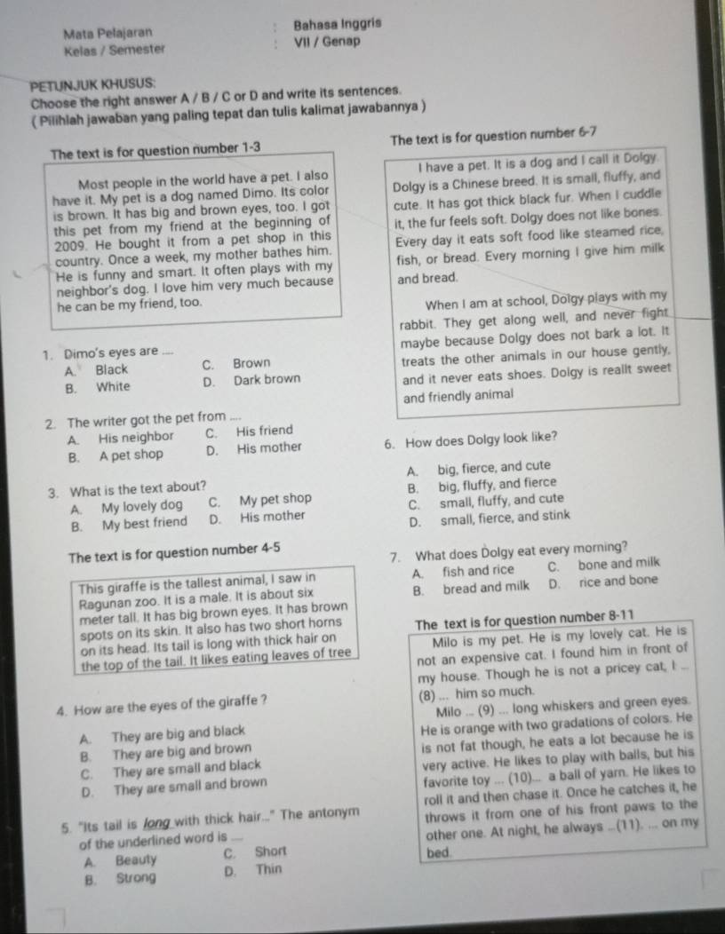 Mata Pelajaran Bahasa Inggris
Kelas / Semester VII / Genap
PETUNJUK KHUSUS:
Choose the right answer A / B / C or D and write its sentences.
( Pilihlah jawaban yang paling tepat dan tulis kalimat jawabannya )
The text is for question number 1-3 The text is for question number 6-7
Most people in the world have a pet. I also I have a pet. It is a dog and I call it Dolgy.
have it. My pet is a dog named Dimo. Its color Dolgy is a Chinese breed. It is small, fluffy, and
is brown. It has big and brown eyes, too. I got cute. It has got thick black fur. When I cuddle
this pet from my friend at the beginning of it, the fur feels soft. Dolgy does not like bones.
2009. He bought it from a pet shop in this Every day it eats soft food like steamed rice,
country. Once a week, my mother bathes him.
He is funny and smart. It often plays with my fish, or bread. Every morning I give him milk
neighbor's dog. I love him very much because and bread.
he can be my friend, too.
When I am at school, Dolgy plays with my
rabbit. They get along well, and never fight
1. Dimo's eyes are_ maybe because Dolgy does not bark a lot. It
A. Black C. Brown treats the other animals in our house gently,
B. White D. Dark brown and it never eats shoes. Dolgy is reallt sweet
and friendly animal
2. The writer got the pet from ....
A. His neighbor C. His friend
B. A pet shop D. His mother 6. How does Dolgy look like?
3. What is the text about? A. big, fierce, and cute
A. My lovely dog C. My pet shop B. big, fluffy, and fierce
B. My best friend D. His mother C. small, fluffy, and cute
D. small, fierce, and stink
7. What does Dolgy eat every morning?
The text is for question number 4-5
This giraffe is the tallest animal, I saw in A. fish and rice C. bone and milk
Ragunan zoo. It is a male. It is about six B. bread and milk D. rice and bone
meter tall. It has big brown eyes. It has brown
spots on its skin. It also has two short horns
on its head. Its tail is long with thick hair on The text is for question number 8-11
Milo is my pet. He is my lovely cat. He is
the top of the tail. It likes eating leaves of tree not an expensive cat. I found him in front of
my house. Though he is not a pricey cat, I ...
4. How are the eyes of the giraffe ? (8) ... him so much.
A. They are big and black Milo ... (9) ... long whiskers and green eyes.
B. They are big and brown He is orange with two gradations of colors. He
C. They are small and black is not fat though, he eats a lot because he is
D. They are small and brown very active. He likes to play with balls, but his
favorite toy ... (10)... a ball of yarn. He likes to
5. "Its tail is long with thick hair..." The antonym roll it and then chase it. Once he catches it, he
throws it from one of his front paws to the
A. Beauty C. Short other one. At night, he always ...(11). ... on my
of the underlined word is_
bed.
B. Strong D. Thin