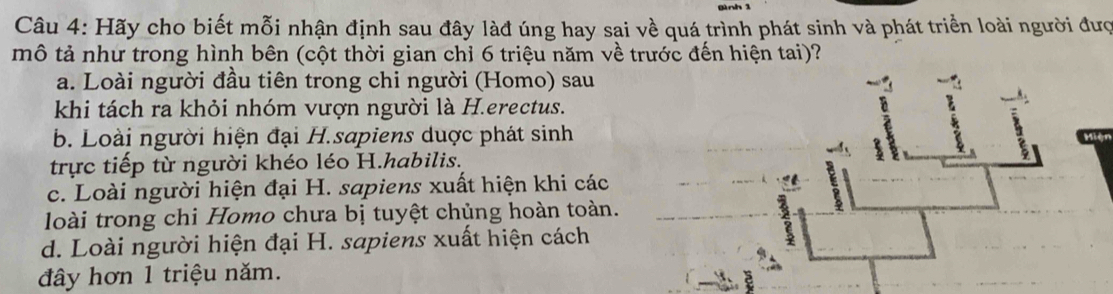 Hãy cho biết mỗi nhận định sau đây làđ úng hay sai về quá trình phát sinh và phát triển loài người đượ
mô tả như trong hình bên (cột thời gian chỉ 6 triệu năm về trước đến hiện tai)?
a. Loài người đầu tiên trong chi người (Homo) sau
khi tách ra khỏi nhóm vượn người là H.erectus.
b. Loài người hiện đại H.sapiens duợc phát sinh
trực tiếp từ người khéo léo H.habilis.
c. Loài người hiện đại H. sapiens xuất hiện khi các
loài trong chi Homo chưa bị tuyệt chủng hoàn toàn.
d. Loài người hiện đại H. sapiens xuất hiện cách
đây hơn 1 triệu năm.