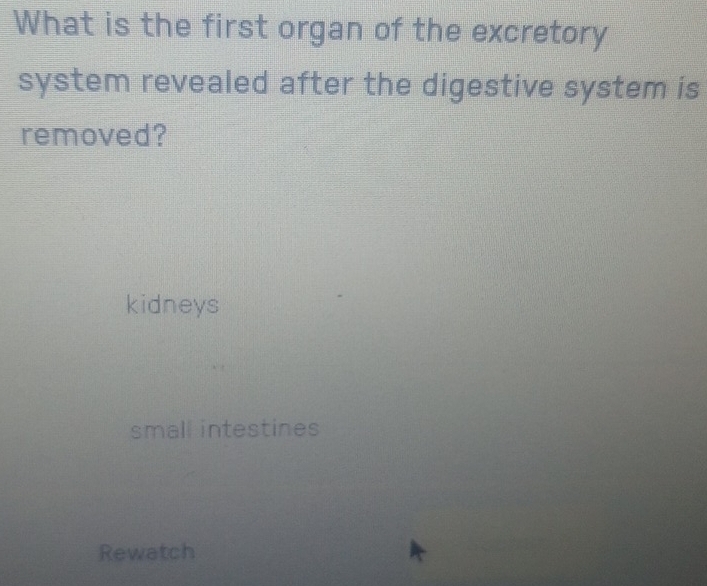 What is the first organ of the excretory
system revealed after the digestive system is
removed?
kidneys
small intestines
Rewatch