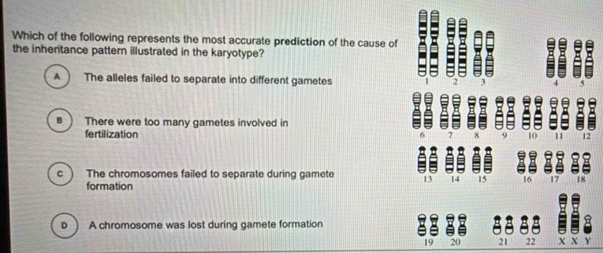 Which of the following represents the most accurate prediction of the cause of
the inheritance pattern illustrated in the karyotype?
A The alleles failed to separate into different gametes
2 3
B There were too many gametes involved in
fertilization 9 10 11 12
7 8
C The chromosomes failed to separate during gamete
13 14 15 16 17 18
formation
D A chromosome was lost during gamete formation
19 20 21 22