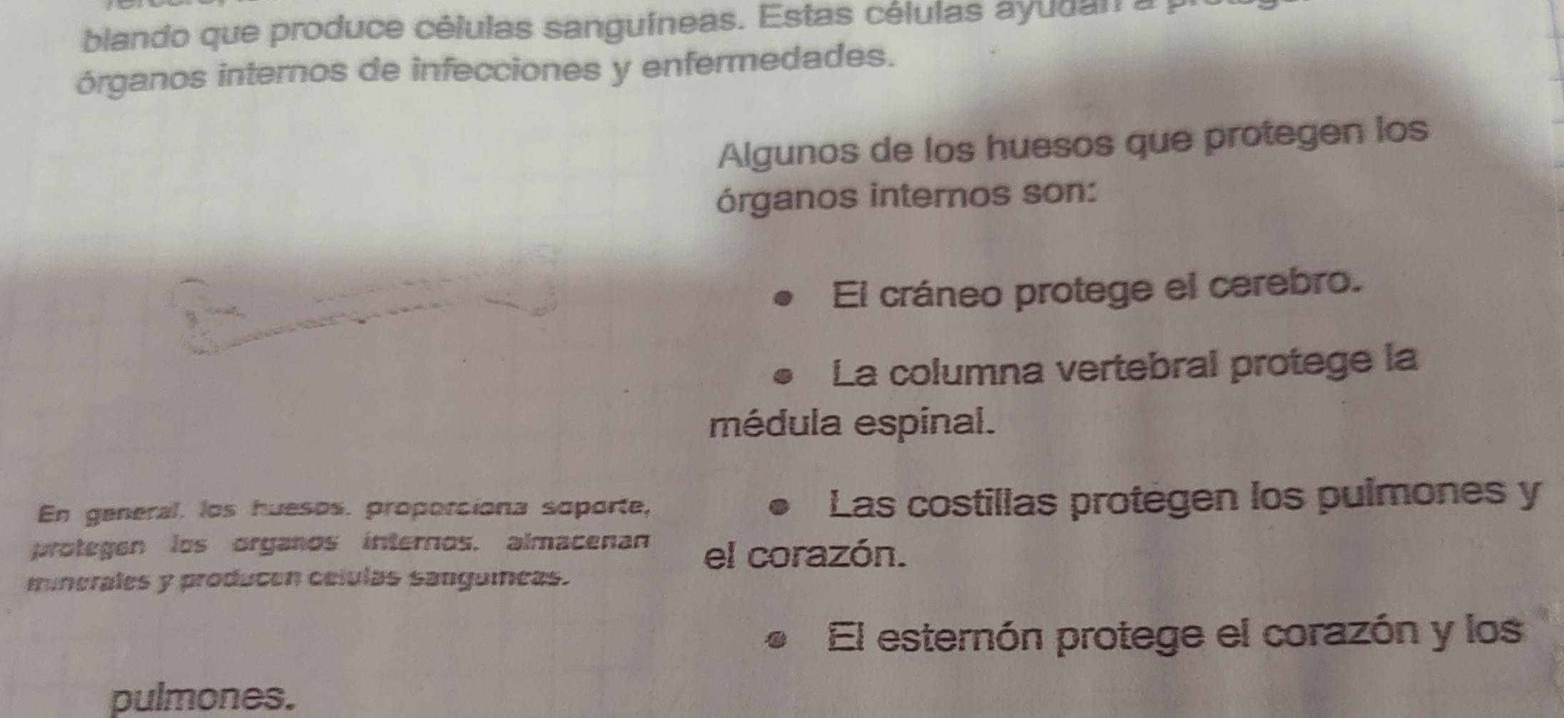 blando que produce células sanguíneas. Estas células ayudan a y
órganos internos de infecciones y enfermedades.
Algunos de los huesos que protegen los
órganos internos son:
El cráneo protege el cerebro.
La columna vertebral protege la
médula espinal.
En general, los huesos. proporciona soporte, Las costillas protegen los pulmones y
protegen los organos internos, almacenan el corazón.
minerales y producen celulas sangumeas.
El esternón protege el corazón y los
pulmones.