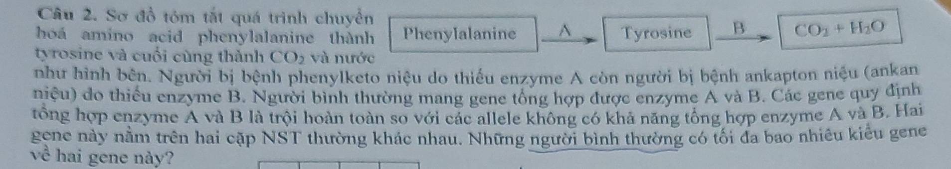 Sơ đồ tôm tắt quá trình chuyển 
hoá amino acid phenylalanine thành Phenylalanine^(Tyrosine B CO_2)+H_2O
tyrosine và cuối cùng thành CO_2 và nước 
như hình bên. Người bị bệnh phenylketo niệu do thiếu enzyme A còn người bị bệnh ankapton niệu (ankan 
niệu) do thiếu enzyme B. Người bình thường mang gene tổng hợp được enzyme A và B. Các gene quy định 
tổng hợp enzyme A và B là trội hoàn toàn so với các allele không có khả năng tổng hợp enzyme A và B. Hai 
gene này nằm trên hai cặp NST thường khác nhau. Những người bình thường có tối đa bao nhiêu kiểu gene 
về hai gene này?