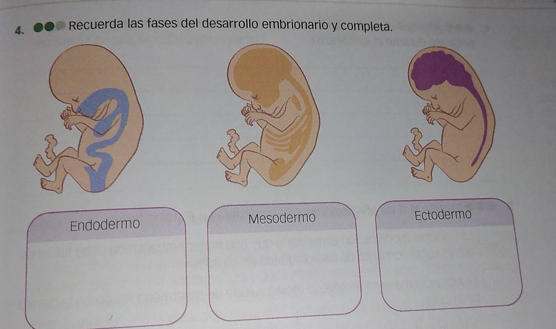 Resuelto:Recuerda las fases del desarrollo embrionario y completa ...