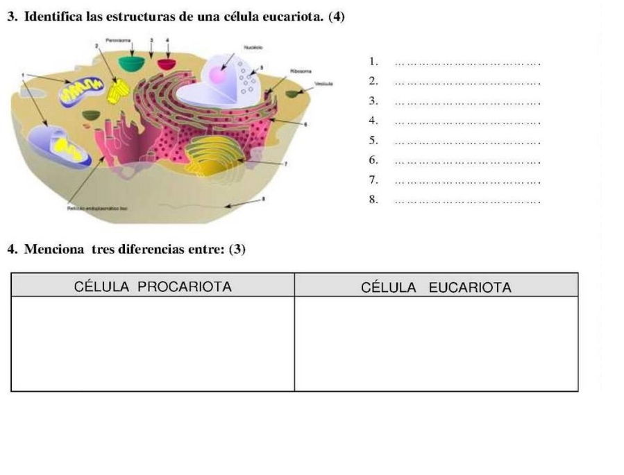 Identifica las estructuras de una célula eucariota. (4)
._
._
._
._
._
._
._
._
4. Menciona tres diferencias entre: (3)
CÉLULA PROCARIOTA CÉLULA EUCARIOTA