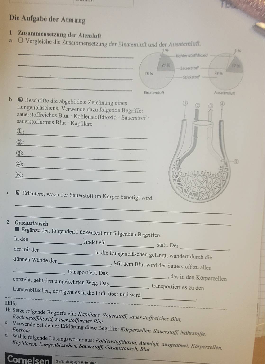 Die Aufgabe der Atmung
1 Zusammensetzung der Atemluft
a □ Vergleiche die Žusammensetzung der Einatemluft und der Ausaternluft.
_
1%
-Kohlenstoffdioxid
_21 % Sauerstoff
17%
_
78 % 78%
Stickstoff
_
Einatemluft Ausatemluft
b ● Beschrifte die abgebildete Zeichnung eines 
Lungenbläschens. Verwende dazu folgende Begriffe:
sauerstoffreiches Blut · Kohlenstoffdioxid· Sauerstoff·
sauerstoffarmes Blut · Kapillare
_
①:
_
②:
_
③:
_
④:
_
⑤:
c * Erläutere, wozu der Sauerstoff im Körper benötigt wird.
_
_
2 Gasaustausch
Ergänze den folgenden Lückentext mit folgenden Begriffen:
_
In den _findet ein _statt. Der
der mit der_ in die Lungenbläschen gelangt, wandert durch die
_
dünnen Wände der_ . Mit dem Blut wird der Sauerstoff zu allen
transportiert. Das _, das in den Körperzellen
entsteht, geht den umgekehrten Weg. Das _transportiert es zu den
Lungenbläschen, dort geht es in die Luft über und wird
_
_
Hilfe
_
1b Setze folgende Begriffe ein: Kapillare, Sauerstoff, sauerstoffreiches Blut,
Kohlenstoffdioxid, sauerstoffarmes Blut
c Verwende bei deiner Erklärung diese Begriffe: Körperzellen, Sauerstoff, Nährstoffe,
Energie
d Wähle folgende Lösungswörter aus: Kohlenstoffdioxid, Atemluft, ausgeatmet, Körperzellen,
Kapillaren, Lungenbläschen, Sauerstoff, Gasaustausch, Blut
Cornelsen  Grafk: biologiegrafik.de (oben):
