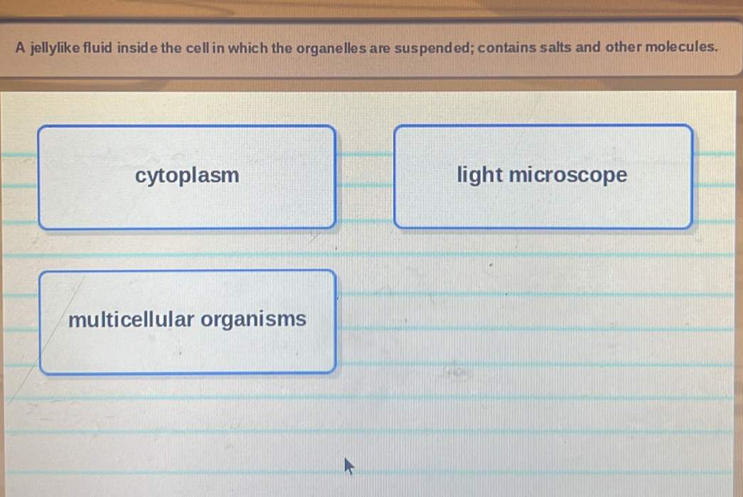 A jellylike fluid inside the cell in which the organelles are suspended; contains salts and other molecules.
cytoplasm light microscope
multicellular organisms