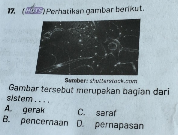 Perhatikan gambar berikut.
Sumber: shutterstock.com
Gambar tersebut merupakan bagian dari
sistem . . . .
A. gerak C. saraf
B. pencernaan D. pernapasan