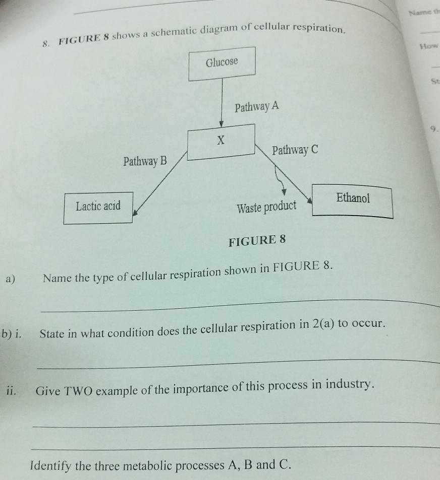 Name th 
E 8 shows a schematic diagram of cellular respiration. 
_ 
How 
St 
9. 
a) Name the type of cellular respiration shown in FIGURE 8. 
_ 
b) i. State in what condition does the cellular respiration in 2(a) to occur. 
_ 
ii. Give TWO example of the importance of this process in industry. 
_ 
_ 
Identify the three metabolic processes A, B and C.