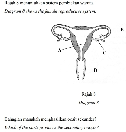 Rajah 8 menunjukkan sistem pembiakan wanita. 
Diagram 8 shows the female reproductive system. 
Rajah 8 
Diagram 8 
Bahagian manakah menghasilkan oosit sekunder? 
Which of the parts produces the secondary oocyte?