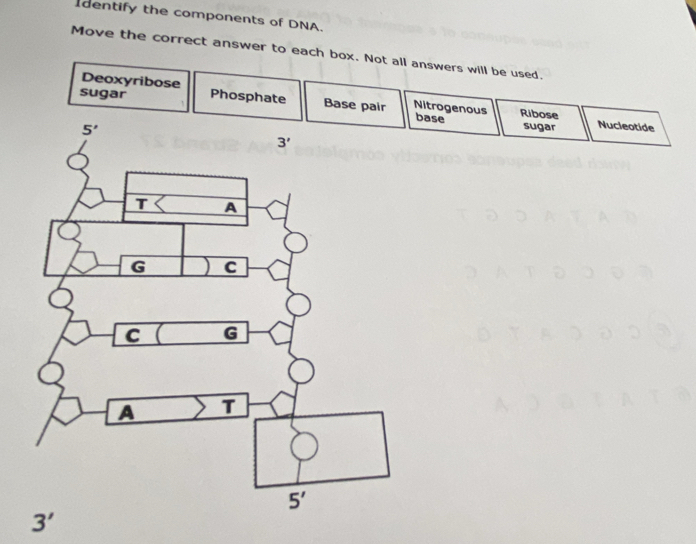 dentify the components of DNA.
Move the correct answer to each box. Not all answers will be used.
Deoxyribose
sugar Phosphate Base pair Nitrogenous Ribose sugar Nucleotide
base
3'