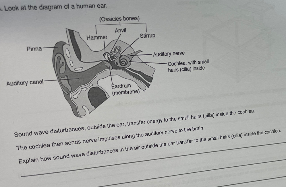 Solved: Look at the diagram of a human ear. Sound wave disturbances ...