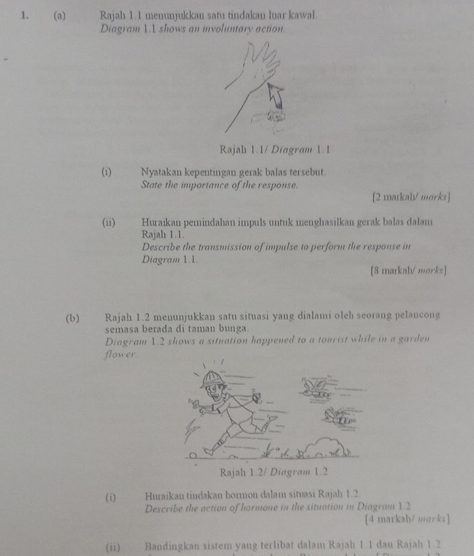 Rajah 1.1 menunjukkan satu tindakan luar kawal. 
Diagram 1.1 shows an involuntary action. 
Rajah 1.1/ Diagram 1.1 
(i) Nyatakan kepentingan gerak balas tersebut. 
State the importance of the response. 
[2 matkal/ marks] 
(ii) Huraikan pemindahan impuls untuk menghasilkan gerak balas dalam 
Rajah 1.1. 
Describe the transmission of impulse to perform the response in 
Diagram 1.1. 
[8 matkalV marks] 
(b) Rajah 1.2 menunjukkan satu situasi yang dialami oleh seorang pelancong 
semasa berada di taman bunga. 
Diagram 1.2 shows a situation happened to a tourist while in a garden 
flower. 
(i) Huraikan tindakan hormon dalam situasi Rajah 1.2. 
Describe the action of hormone in the situation in Diagram 1.2 
[4 marksh/ marks] 
(ii) Bandingkan sistem yang terlibat dalam Rajah 1.1 dan Rajah 1.2