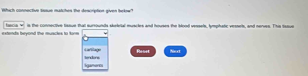 Which connective tissue matches the description given below? 
fascia is the connective tissue that surrounds skeletal muscles and houses the blood vessels, lymphatic vessels, and nerves. This tissue 
extends beyond the muscles to form 
cartilage Reset Next 
tendons 
ligaments