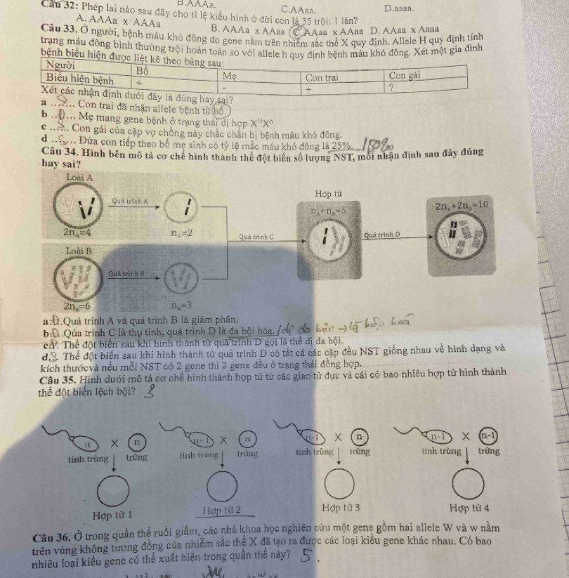 AAAa. C,AAaa. D.aaaa.
Cầu 32: Phép lai nào sau đây cho tỉ lệ kiểu hình ở đời con là 35 trội: 1 lặn?
A. AAAa x AAAa B. AAAa x AAaa C AAaa x AAaa D. AAaa x Aaaa
Câu 33. Ở người, bệnh máu khó đông do gene nằm trên nhiêm sắc thể X quy định. Allele H quy định tính
trạng máu đông bình thường trội hoàn toàn so với allele h quy định bệnh máu khó đông. Xét một gia đình
bệnh biểu hi
a _ Con trai đã nhận allele bệnh từ bố.
b .  Mẹ mang gene bệnh ở trạng thái dị hợp X^HX^h
c ..... Con gái của cặp vợ chồng này chắc chắn bị bệnh máu khó đông.
d . . : Đứa con tiếp theo bố mẹ sinh có tỷ lệ mắc máu khó đông là 25%,
Câu 34. Hình bên mô tả cơ chế hình thành thể đột biên số lượng NST, mỗi nhận định sau đây đúng
hay sai?
a:.Quá trình A và quá trình B là giảm phân.
bộ.Qúa trình C là thụ tinh, quá trình D là đa bội hóa.
ch. Thể đột biển sau khi hình thành từ quá trình D gọi là thể đị đa bội.
đễ Thể đột biến sau khi hình thành từ quá trình D có tất cả các cặp đều NST giống nhau về hình dạng và
kích thướcvà nếu mỗi NST có 2 gene thì 2 gene đều ở trạng thái đồng hợp.
Câu 35. Hình dưới mô tả cơ chế hình thành hợp tử từ các giao tử đực và cái có bao nhiêu hợp tử hình thành
thể đột biến lệch bội?
1ì X n 21+1 X n
tinh trùng trứng tinh trùng trứng
Hợp tử 1 Hợp từ 2
Câu 36. Ở trong quần thể ruồi giấm, các nhà khoa học nghiện cứu một gene gồm hai allele W và w nằm
trên vùng không tương đồng của nhiễm sắc thể X đã tạo ra được các loại kiều gene khác nhau. Có bao
nhiều loại kiểu gene có thể xuất hiện trong quần thể này?
