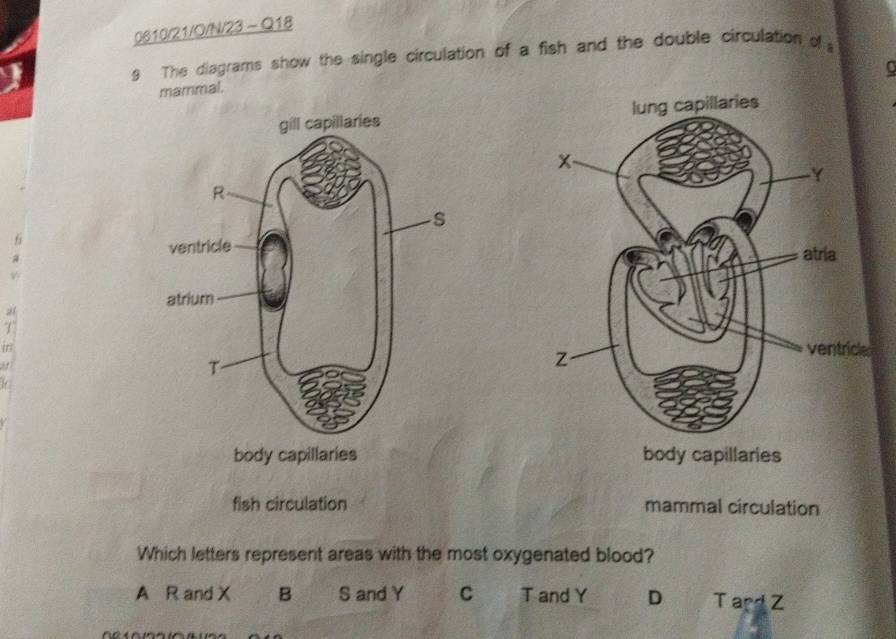 0610/21/O/N/23 ~ Q18
s The diagrams show the single circulation of a fish and the double circulation of 
mammal.

body capillaries body capillaries
fish circulation mammal circulation
Which letters represent areas with the most oxygenated blood?
A R and X B S and Y C T and Y D T ard Z