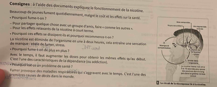 Consignes : à l'aide des documents expliquez le fonctionnement de la nicotine. 
Beaucoup de jeunes fument quotidiennement, malgré le coût et les effets sur la santé. 
• Pourquoi fume-t-on ? 
- Pour partager quelque chose avec un groupe d'amis, faire « comme les autres ». 
- Pour les effets relaxants de la nicotine à court terme. 
• Pourquoi ces effets se dissipent-ils et pourquoi recommence-t-on ? 
La nicotine est éliminée de l'organisme en une à deux heures, cela entraîne une sensation 
de manque : envie de fumer, stress. 
• Pourquoi fume-t-on de plus en plus ? 
Avec le temps, il faut augmenter les doses pour obtenir les mêmes effets qu'au début. 
C'est l'une des caractéristiques de la dépendance (ou addiction). 
« Pourquol est-ce un problème de santé ? 
Fumer provoque des maladies respiratoires qui s'aggravent avec le temps. C'est l'une des 
premières causes de décès dans le monde. 
e circuit de la récompense lié à la nicotine.