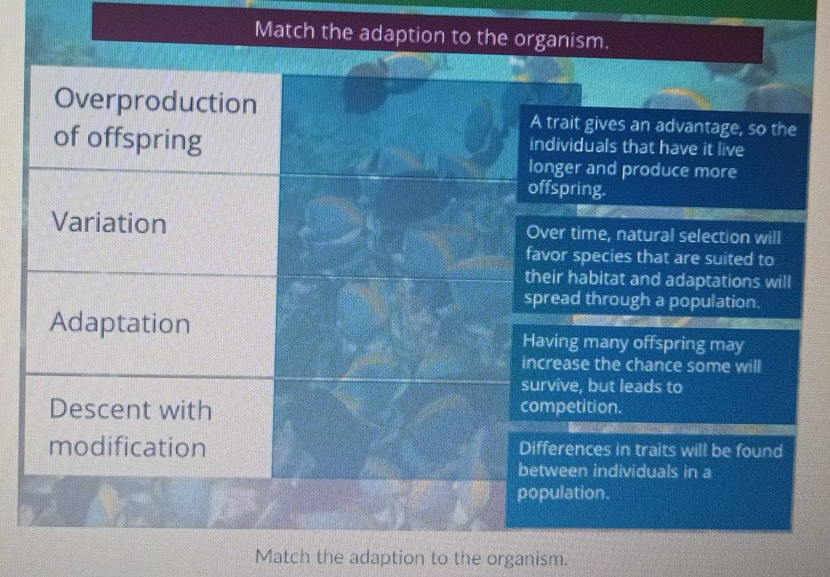 Match the adaption to the organism.