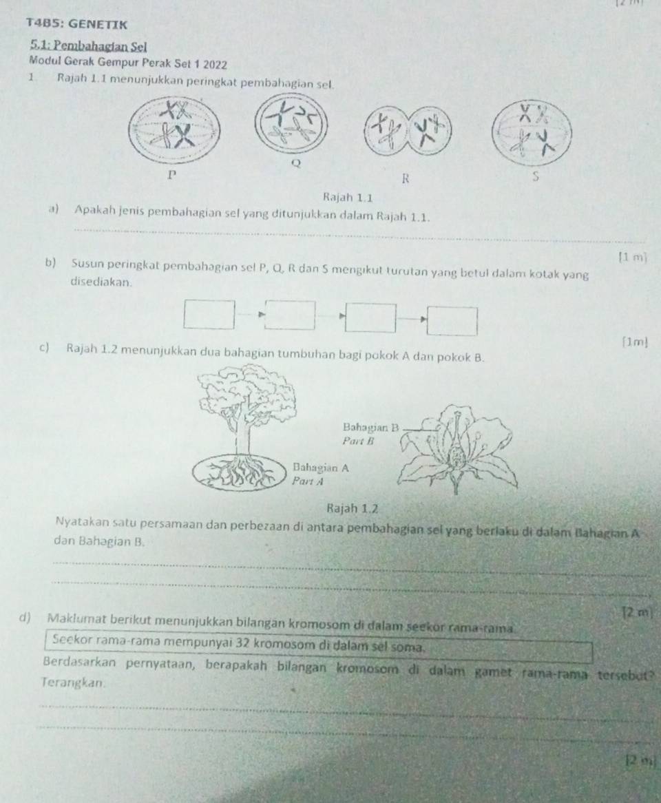 T4B5: GENETIK 
5.1: Pembahagian Sel 
Modul Gerak Gempur Perak Set 1 2022 
1. Rajah 1.1 menunjukkan peringkat pembahagian sel.
Q
P
R
S
Rajah 1.1 
_ 
a) Apakah jenis pembahagian sel yang ditunjukkan dalam Rajah 1.1. 
[1 m] 
b) Susun peringkat pembahagian sel P, Q, R dan S mengıkut turutan yang betul dalam kotak yang 
disediakan. 
[1m 
c) Rajah 1.2 menunjukkan dua bahagian tumbuhan bagi pokok A dan poko 
Rajah 1.2 
Nyatakan satu persamaan dan perbezaan di antara pembahagian sel yang berlaku di dalam Bahagian A 
dan Bahagian B. 
_ 
_ 
[2 m] 
d) Maklumat berikut menunjukkan bilangan kromosom di dalam seekor rama-rama 
Seekor rama-rama mempunyai 32 kromosom di dalam sel soma. 
Berdasarkan pernyataan, berapakah bilangan kromosom di dalam gamet rama-rama tersebut? 
Terangkan. 
_ 
_