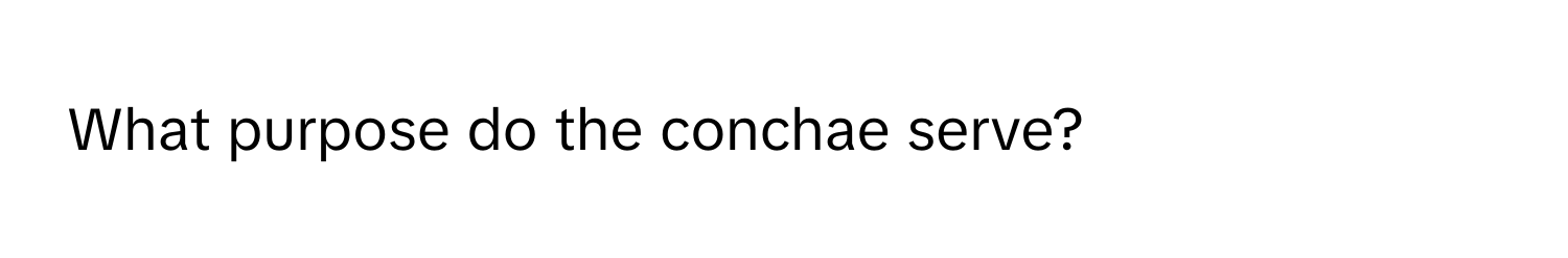 What purpose do the conchae serve?