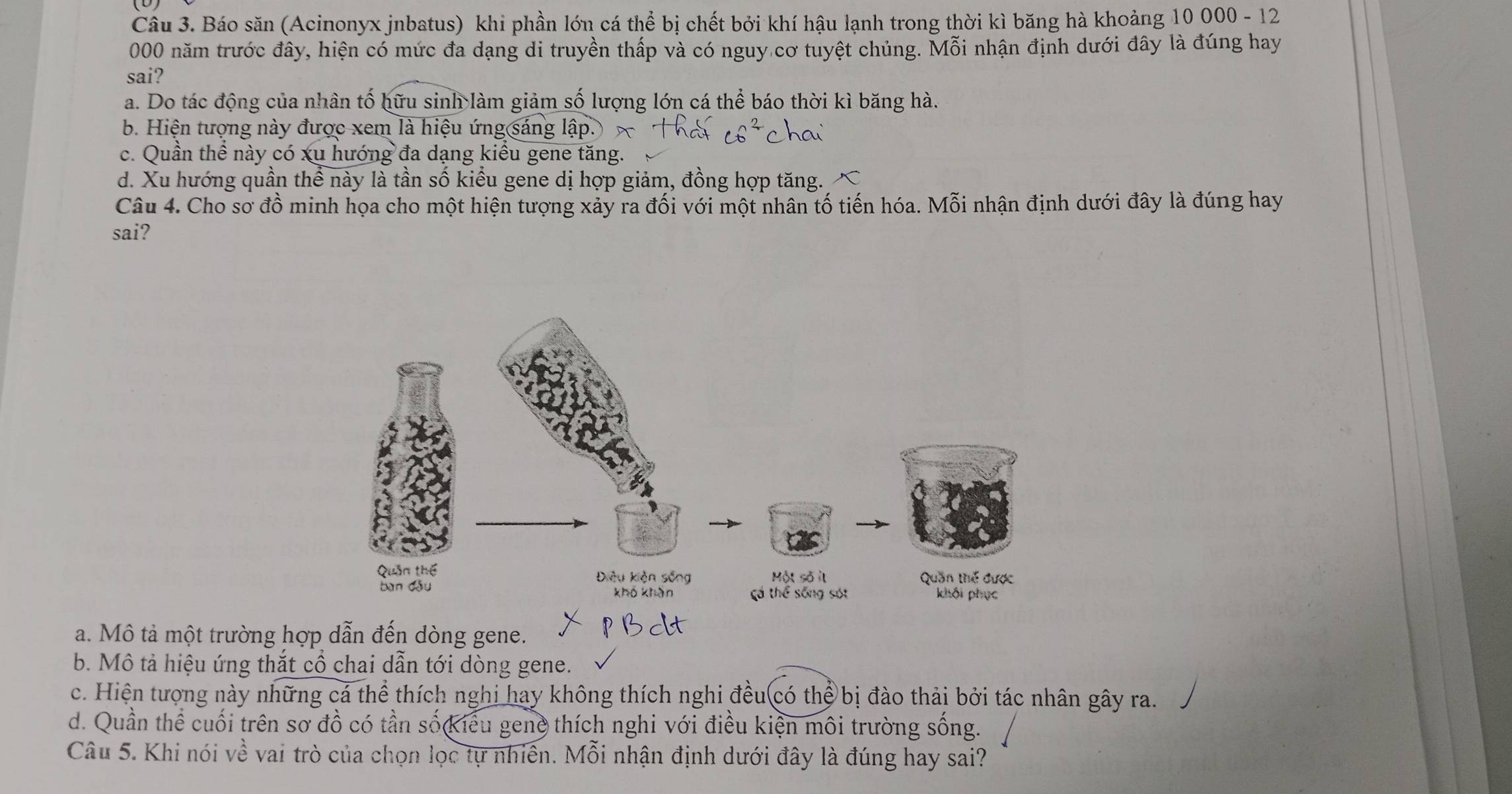 Báo săn (Acinonyx jnbatus) khi phần lớn cá thể bị chết bởi khí hậu lạnh trong thời kì băng hà khoảng 10 000 - 12
000 năm trước đây, hiện có mức đa dạng di truyền thấp và có nguy cơ tuyệt chủng. Mỗi nhận định dưới đây là đúng hay
sai?
a. Do tác động của nhân tố hữu sinh làm giảm số lượng lớn cá thể báo thời kì băng hà.
b. Hiện tượng này được xem là hiệu ứng sáng lập.)
c. Quần thể này có xu hướng đa dạng kiểu gene tăng.
d. Xu hướng quần thể này là tần số kiểu gene dị hợp giảm, đồng hợp tăng. 
Câu 4. Cho sơ đồ minh họa cho một hiện tượng xảy ra đối với một nhân tố tiến hóa. Mỗi nhận định dưới đây là đúng hay
sai?
a. Mô tả một trường hợp dẫn đến dòng gene.
b. Mô tả hiệu ứng thắt cổ chai dẫn tới dòng gene.
c. Hiện tượng này những cá thể thích nghi hay không thích nghi đều có thể bị đào thải bởi tác nhân gây ra.
d. Quần thể cuối trên sơ đồ có tần số kiểu gene thích nghi với điều kiện môi trường sống.
Câu 5. Khi nói về vai trò của chọn lọc tự nhiên. Mỗi nhận định dưới đây là đúng hay sai?