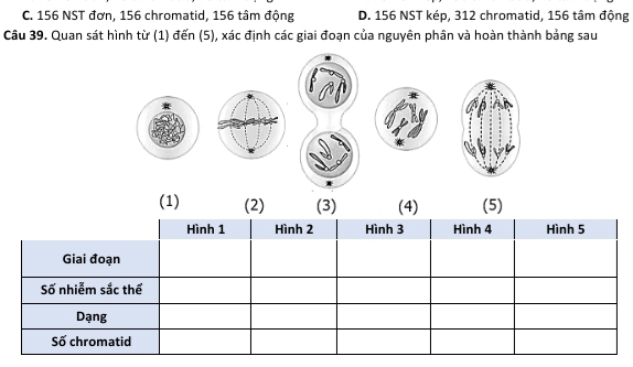 C. 156 NST đơn, 156 chromatid, 156 tâm động D. 156 NST kép, 312 chromatid, 156 tâm động
Câu 39. Quan sát hình từ (1) đến (5), xác định các giai đoạn của nguyên phân và hoàn thành bảng sau
(1) (2) (3) (4) (5)