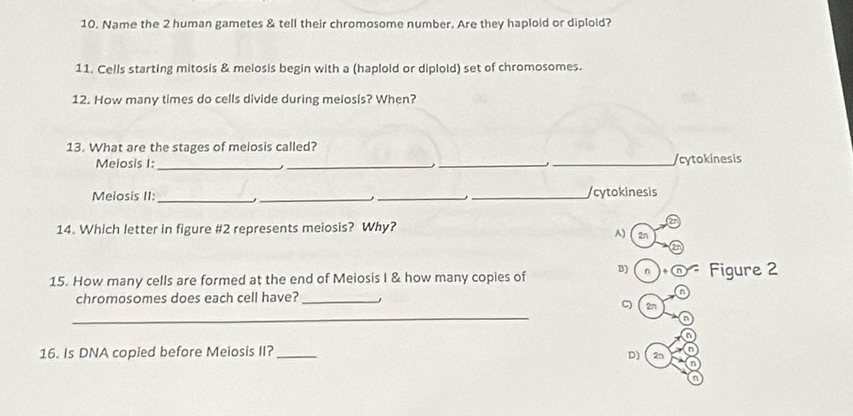 Name the 2 human gametes & tell their chromosome number. Are they haploid or diploid?
11. Cells starting mitosis & melosis begin with a (haploid or diploid) set of chromosomes.
12. How many times do cells divide during melosis? When?
_
13. What are the stages of meiosis called? _/cytokinesis
Meiosis I:_
_
Meiosis II: ____/cytokinesis
14. Which letter in figure #2 represents meiosis? Why?
A)
15. How many cells are formed at the end of Meiosis I & how many copies of B) n Figure 2
chromosomes does each cell have?_
_
C 2n
16. Is DNA copied before Meiosis II?_
D) 2n