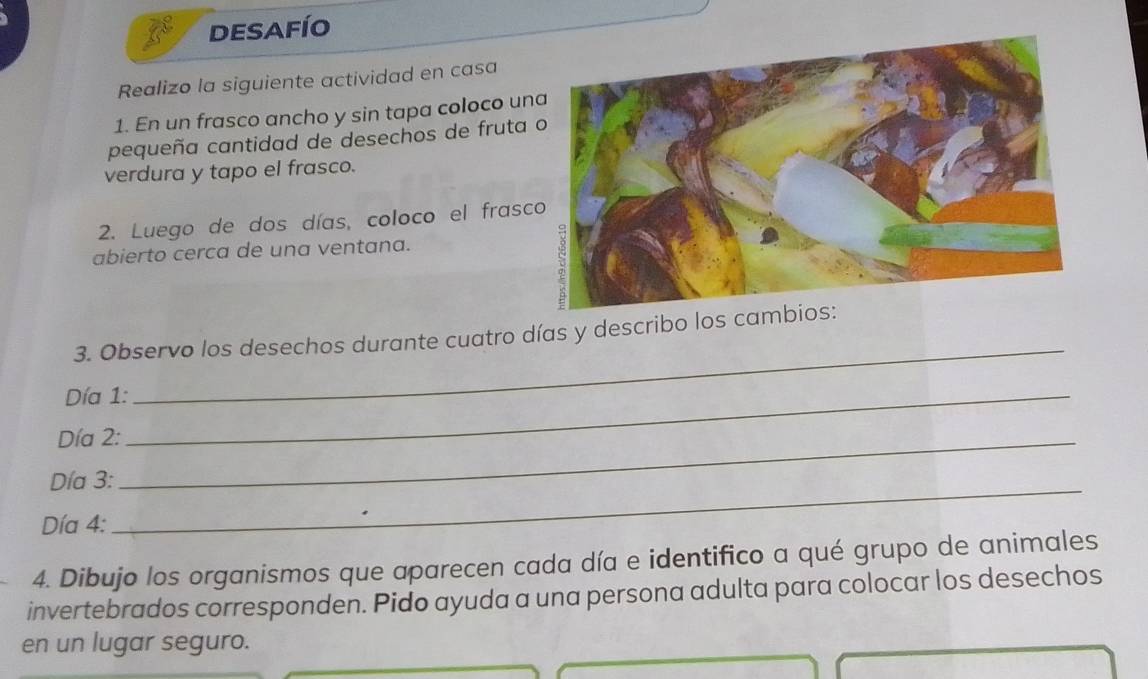 DESAFÍO 
Realizo la siguiente actividad en casa 
1. En un frasco ancho y sin tapa coloco un 
pequeña cantidad de desechos de fruta 
verdura y tapo el frasco. 
2. Luego de dos días, coloco el frasc 
abierto cerca de una ventana. 
_ 
3. Observo los desechos durante cuatro días y describo los cam 
Día 1:_ 
Día 2:_ 
Día 3:_ 
Día 4: 
4. Dibujo los organismos que aparecen cada día e identifico a qué grupo de animales 
invertebrados corresponden. Pido ayuda a una persona adulta para colocar los desechos 
en un lugar seguro.