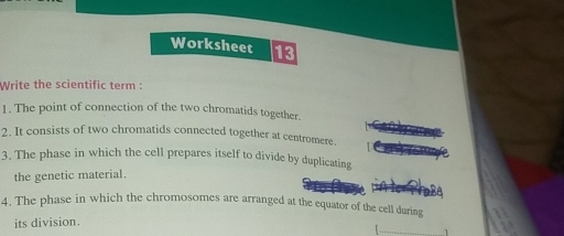 Worksheet 13 
Write the scientific term : 
1. The point of connection of the two chromatids together. 
2. It consists of two chromatids connected together at centromere. 
3. The phase in which the cell prepares itself to divide by duplicating 
the genetic material. 
4. The phase in which the chromosomes are arranged at the equator of the cell during 
its division.