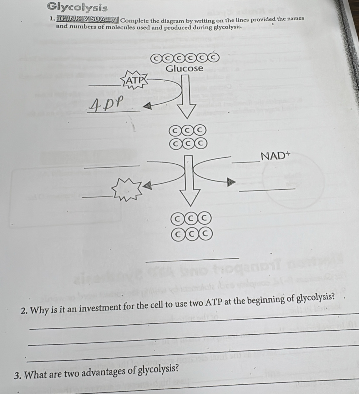 Glycolysis 
1. THINK VISUALLY| Complete the diagram by writing on the lines provided the names 
and numbers of molecules used and produced during glycolysis. 
aaaaac 
Glucose
ATP
_ 
aac 
aac 
_ 
NAD† 
_ 
_ 
_ 
c)c C 
C C C 
_ 
_ 
2. Why is it an investment for the cell to use two ATP at the beginning of glycolysis? 
_ 
_ 
_ 
3. What are two advantages of glycolysis?