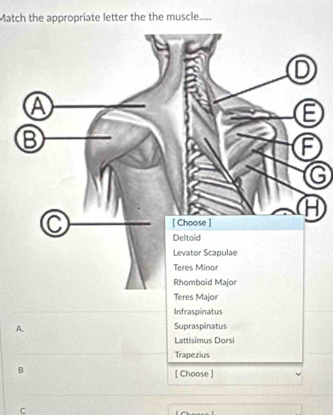 Match the appropriate letter the the muscle.....
G
Infraspinatus
A.
Supraspinatus
Lattisimus Dorsi
Trapezius
B
[ Choose ]
C