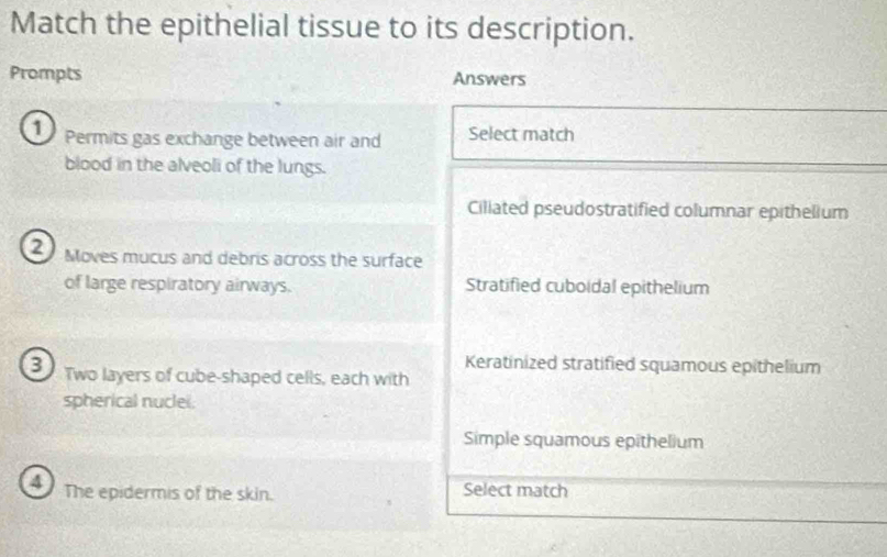 Match the epithelial tissue to its description.
Prompts Answers
1 Permits gas exchange between air and Select match
blood in the alveoli of the lungs.
Ciliated pseudostratified columnar epithelium
② Moves mucus and debris across the surface
of large respiratory airways. Stratified cuboidal epithelium
Keratinized stratified squamous epithelium
3) Two layers of cube-shaped cells, each with
spherical nuclei.
Simple squamous epithelium
The epidermis of the skin. Select match