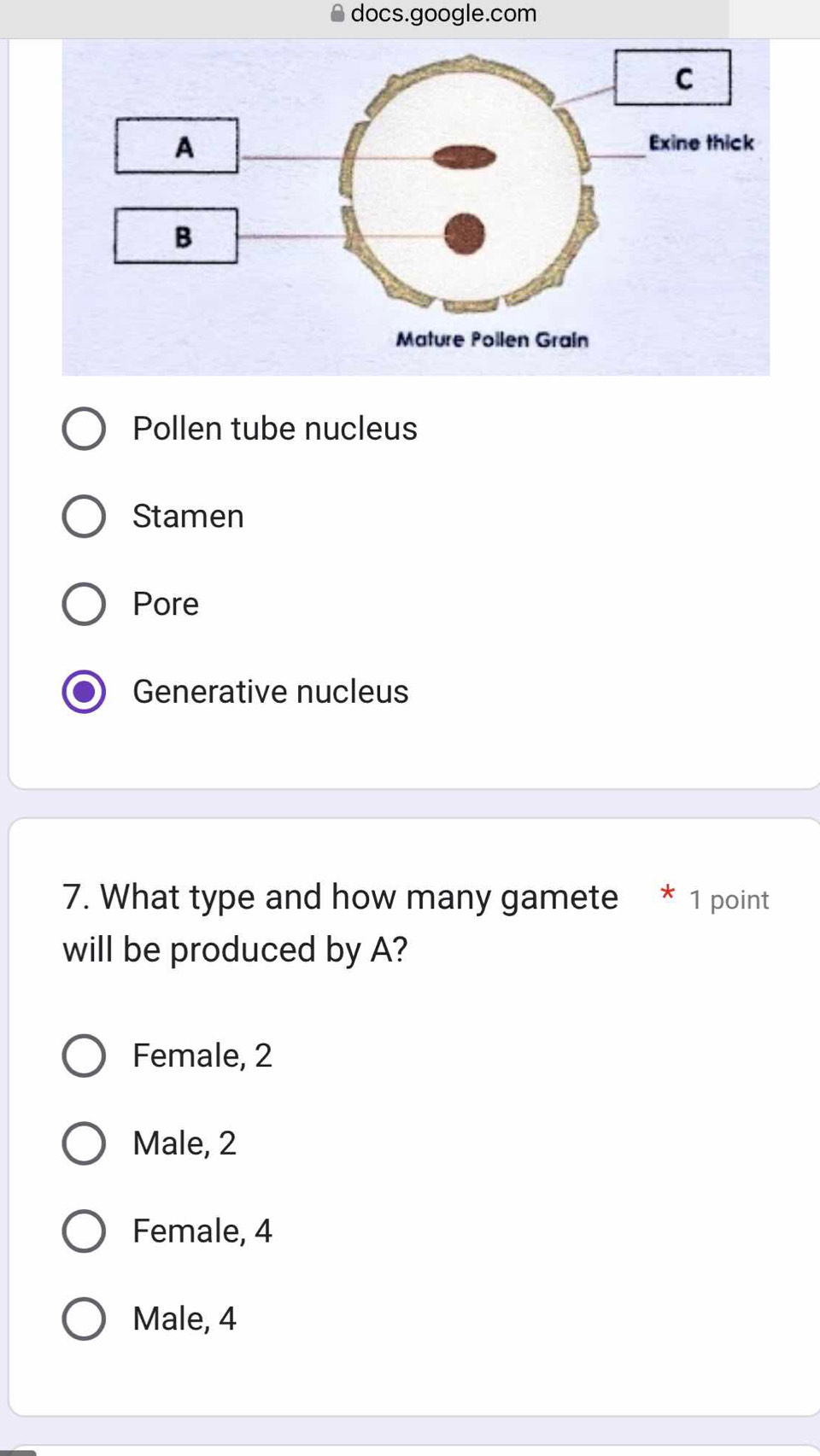 docs.google.com
Pollen tube nucleus
Stamen
Pore
Generative nucleus
7. What type and how many gamete 1 point
will be produced by A?
Female, 2
Male, 2
Female, 4
Male, 4