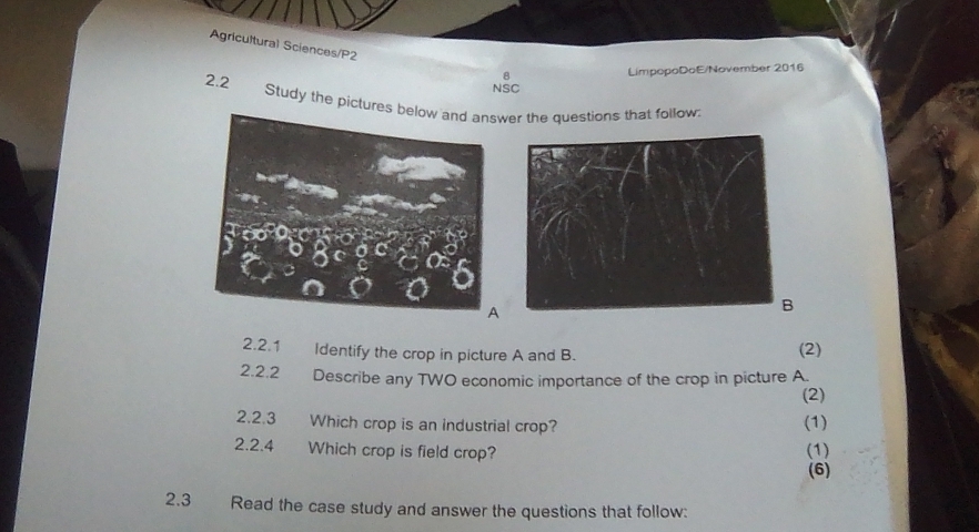 Agricultural Sciences/P2 8 
LimpopoDoE/November 2016 
NSC 
2.2 Study the pictureer the questions that follow: 
2.2.1 Identify the crop in picture A and B. (2) 
2.2.2 Describe any TWO economic importance of the crop in picture A 
(2) 
2.2.3 Which crop is an industrial crop? 
(1) 
2.2.4 Which crop is field crop? 
(1) 
(6) 
2.3 Read the case study and answer the questions that follow: