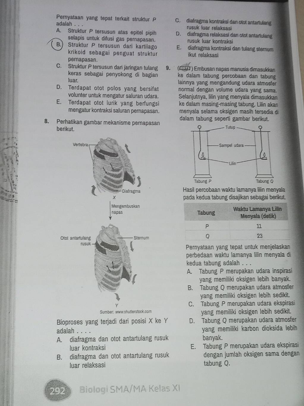 Pernyataan yang tepat terkait struktur P C. diafragma kontraksi dan otot antartulang
adalah . . . rusuk luar relaksasi
A. Struktur P tersusun atas epitel pipih D. diafragma relaksasi dan otot antartulang
selapis untuk difusi gas pernapasan. rusuk luar kontraksi
B.) Struktur P tersusun dari kartílago E. diafragma kontraksi dan tulang stemum
krikoid sebagai penguat struktur ikut relaksasi
pernapasan.
C. Struktur P tersusun dari järingan tulang 9. (#□Ω ) Embusan napas manusia dimasukkan
keras sebagai penyokong di bagian ke dalam tabung percobaan dan tabung
luar. lainnya yang mengandung udara atmosfer
D. Terdapat otot polos yang bersifat normal dengan volume udara yang sama.
volunter untuk mengatur saluran udara. Selanjutnya, lilin yang menyala dimasukkan
E. Terdapat otot lurik yang berfungsi ke dalam masing-masing tabung. Lilin akan
mengatur kontraksi saluran pernapasan. menyala selama oksigen masih tersedia di
dalam tabung seperti gambar berikut.
8. Perhatikan gambar mekanisme pernapasan
berikut. 
Hasil percobaan waktu lamanya lilin menyala
pada kedua tabung disajikan sebagai berikut.
 
Pernyataan yang tepat untuk menjelaskan
perbedaan waktu lamanya lilin menyala di
kedua tabung adalah . . .
A. Tabung P merupakan udara inspirasi
yang memiliki oksigen lebih banyak.
B. Tabung Q merupakan udara atmosfer
yang memiliki oksigen lebih sedikit.
C. Tabung P merupakan udara ekspiras
Sumber: www.shutterstock.com yang memiliki oksigen lebih sedikit.
Bioproses yang terjadi dari posisi X ke Y D. Tabung Q merupakan udara atmosfer
adalah . . . . yang memiliki karbon dioksida lebih 
A. diafragma dan otot antartulang rusuk banyak.
luar kontraksi E. Tabung P merupakan udara ekspirasi
B. diafragma dan otot antartulang rusuk dengan jumlah oksigen sama dengan
luar relaksasi tabung Q.
2920 Biologi SMA/MA Kelas XI