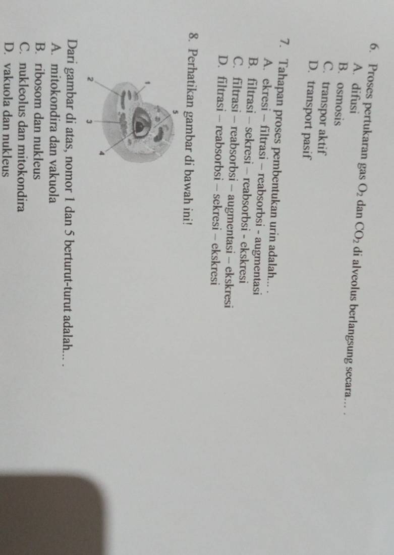 Proses pertukaran gas O_2 dan CO_2 di alveolus berlangsung secara... .
A. difusi
B. osmosis
C. transpor aktif
D. transport pasif
7. Tahapan proses pembentukan urin adalah... .
A. ekresi - filtrasi - reabsorbsi - augmentasi
B. filtrasi - sekresi - reabsorbsi - ekskresi
C. filtrasi - reabsorbsi - augmentasi - ekskresi
D. filtrasi - reabsorbsi -- sekresi - ekskresi
8. Perhatikan gambar di bawah ini!
Dari gambar di atas, nomor 1 dan 5 berturut-turut adalah... .
A. mitokondira dan vakuola
B. ribosom dan nukleus
C. nukleolus dan mitokondira
D. vakuola dan nukleus