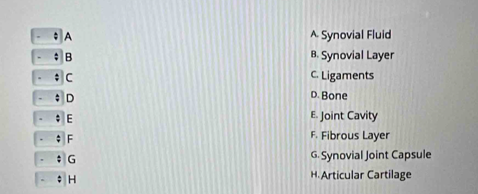 A A Synovial Fluid
B B. Synovial Layer
C C. Ligaments
D D. Bone
- E E. Joint Cavity
F
F. Fibrous Layer
G G. Synovial Joint Capsule
- H
H Articular Cartilage