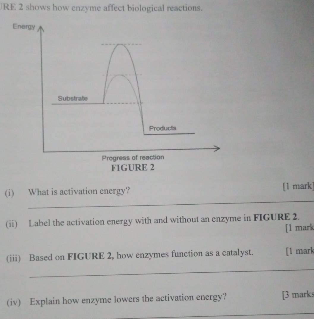 URE 2 shows how enzyme affect biological reactions. 
(i) What is activation energy? 
[1 mark] 
_ 
_ 
(ii) Label the activation energy with and without an enzyme in FIGURE 2. 
[1 mark 
(iii) Based on FIGURE 2, how enzymes function as a catalyst. [1 mark 
_ 
(iv) Explain how enzyme lowers the activation energy? [3 marks 
_