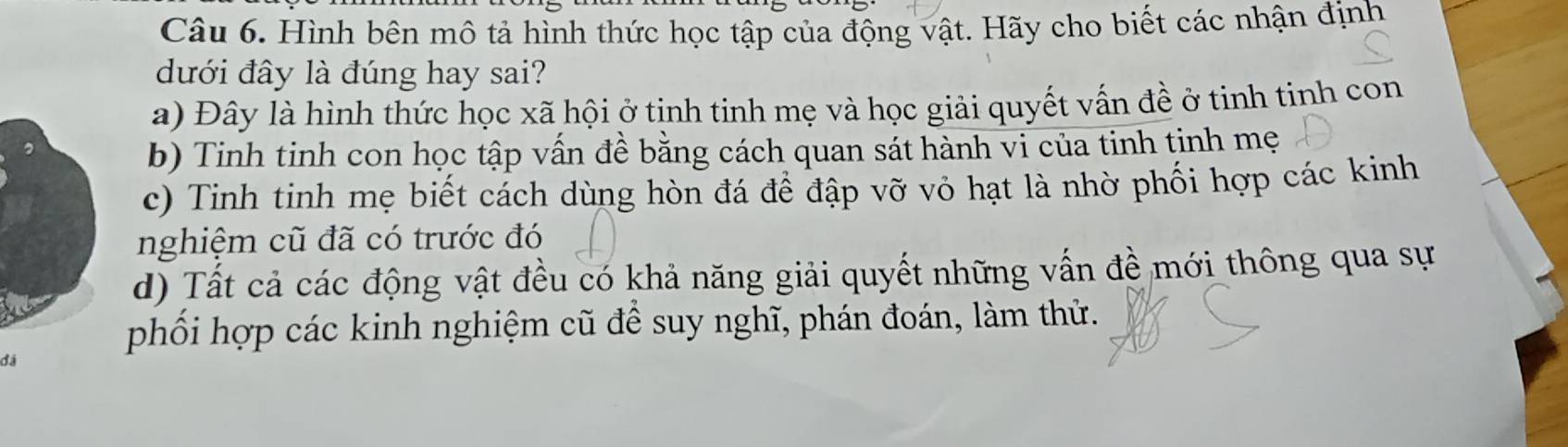 Hình bên mô tả hình thức học tập của động vật. Hãy cho biết các nhận định
dưới đây là đúng hay sai?
a) Đây là hình thức học xã hội ở tịnh tinh mẹ và học giải quyết vấn đề ở tinh tinh con
b) Tinh tinh con học tập vấn đề bằng cách quan sát hành vi của tinh tinh mẹ
c) Tinh tinh mẹ biết cách dùng hòn đá để đập vỡ vỏ hạt là nhờ phối hợp các kinh
nghiệm cũ đã có trước đó
d) Tất cả các động vật đều có khả năng giải quyết những vấn đề mới thông qua sự
phối hợp các kinh nghiệm cũ để suy nghĩ, phán đoán, làm thử.
đá