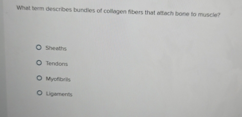 What term describes bundles of collagen fibers that attach bone to muscle?
Sheaths
Tendons
Myofibrils
Ligaments