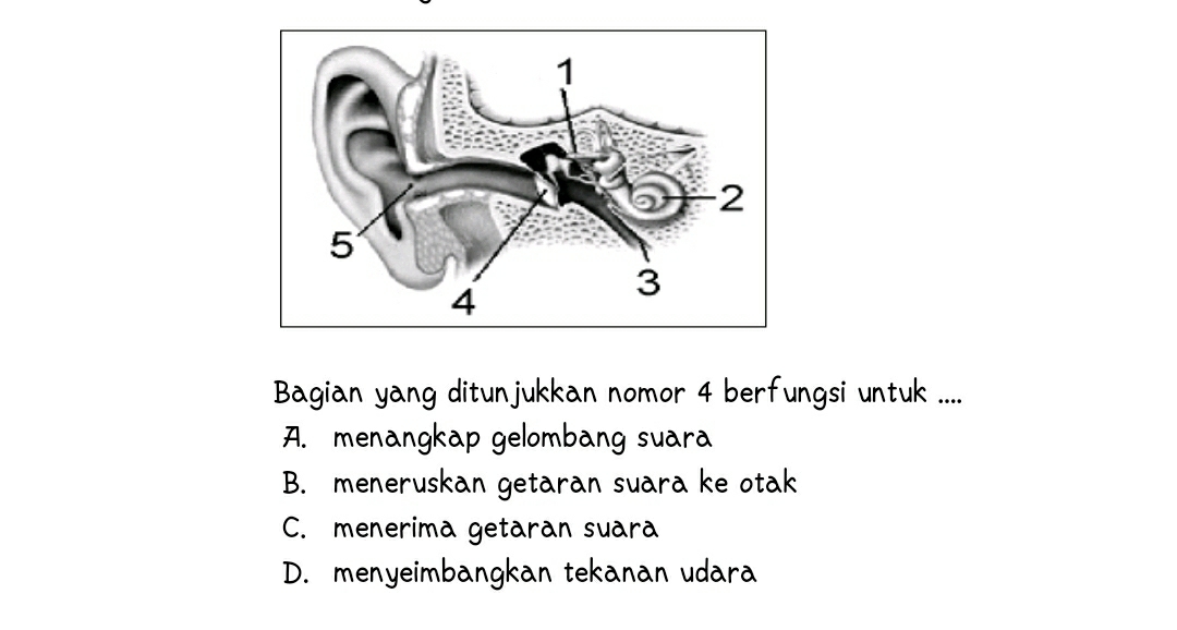 Bagian yang ditunjukkan nomor 4 berfungsi untuk ....
A. menangkap gelombang suara
B. meneruskan getaran suara ke otak
C. menerima getaran suara
D. menyeimbangkan tekanan udara