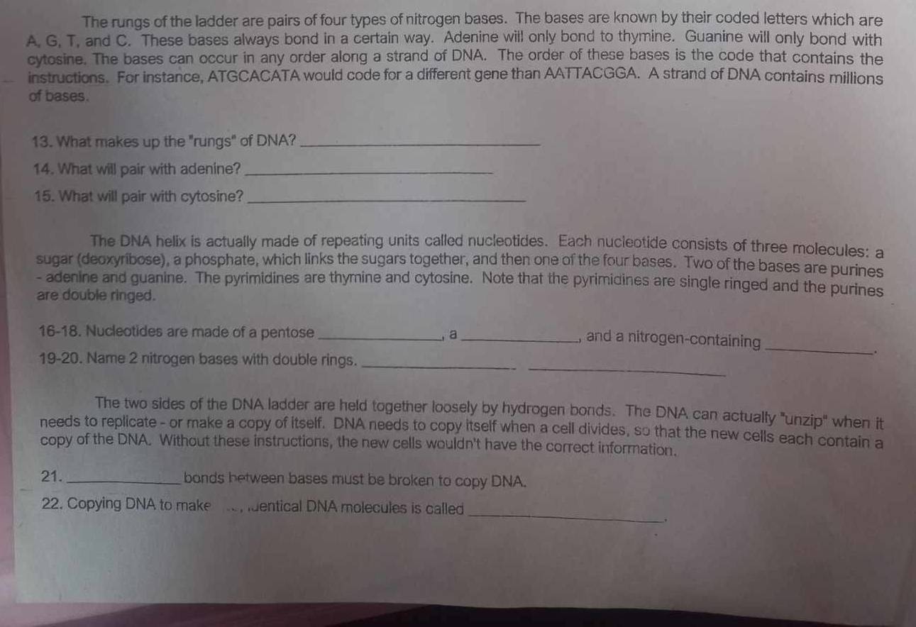 The rungs of the ladder are pairs of four types of nitrogen bases. The bases are known by their coded letters which are 
A, G, T, and C. These bases always bond in a certain way. Adenine will only bond to thymine. Guanine will only bond with 
cytosine. The bases can occur in any order along a strand of DNA. The order of these bases is the code that contains the 
instructions. For instance, ATGCACATA would code for a different gene than AATTACGGA. A strand of DNA contains millions 
of bases. 
13. What makes up the "rungs" of DNA?_ 
14. What will pair with adenine?_ 
15. What will pair with cytosine?_ 
The DNA helix is actually made of repeating units called nucleotides. Each nucleotide consists of three molecules: a 
sugar (deoxyribose), a phosphate, which links the sugars together, and then one of the four bases. Two of the bases are purines 
- adenine and guanine. The pyrimidines are thymine and cytosine. Note that the pyrimidines are single ringed and the purines 
are double ringed. 
16-18. Nucleotides are made of a pentose _ a_ 
, and a nitrogen-containing_ 
_ 
19-20. Name 2 nitrogen bases with double rings._ 
. 
The two sides of the DNA ladder are held together loosely by hydrogen bonds. The DNA can actually "unzip" when it 
needs to replicate - or make a copy of itself. DNA needs to copy itself when a cell divides, so that the new cells each contain a 
copy of the DNA. Without these instructions, the new cells wouldn't have the correct information. 
21._ bonds between bases must be broken to copy DNA. 
_ 
22. Copying DNA to make uentical DNA molecules is called 
,