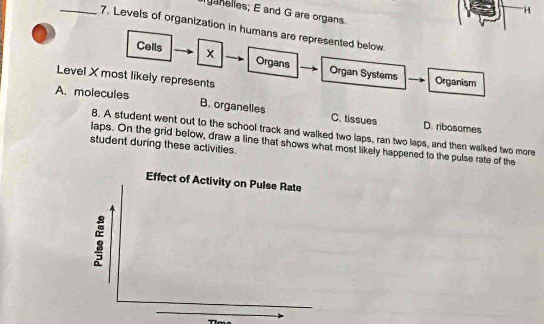 '''H
yanelles; E and G are organs.
_7. Levels of organization in humans are represented below.
Cells Organs Organ Systems
Level X most likely represents
Organism
A. molecules B. organelles C. tissues
D. ribosomes
8. A student went out to the school track and walked two laps, ran two laps, and then walked two more
laps. On the grid below, draw a line that shows what most likely happened to the pulse rate of the
student during these activities.
Effect of Activity on Pulse Rate
_
_
Timo