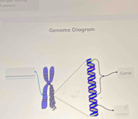 parent 
Genome Diagram