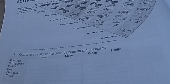 ACTIVIL 
Capecie Gener 
amerícanus (American V a s us 
black baar) Urs u s 
Ursidae 
Carnivora 
Mammalia 
Chordata 
Animalia 
Eukarya 
1. Complete la siguiente tabla de acuerdo con el esquema: 
Reino Clase Orden Familia 
Tortuga 
Oso panda 
Delfín 
Pez 
Oso polar 
Cebra